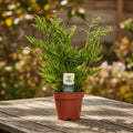Pteris straminea