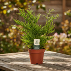 Pteris straminea