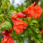 Rodiu - Punica granatum * jadalne owoce