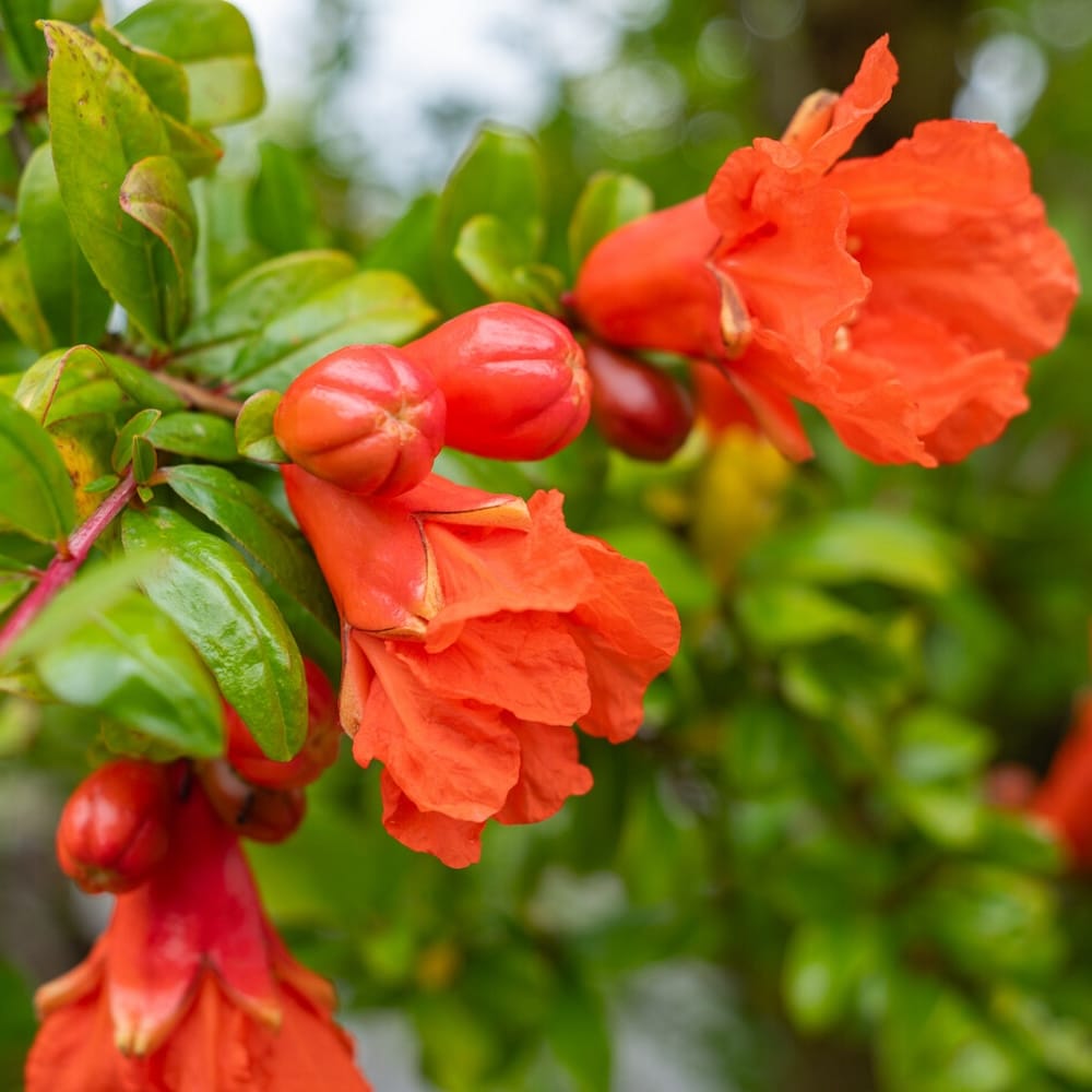 Rodiu - Punica granatum * fructe comestibile