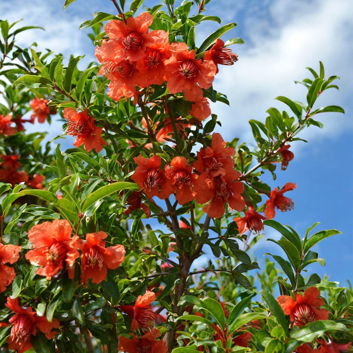 Rodiu - Punica granatum 'Crimson Sky'