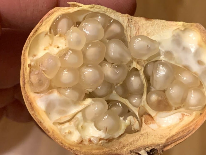 Rodiu cu fructe albe si flori duble - Punica granatum 'Haku Botan'