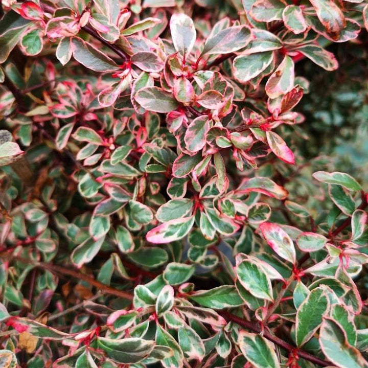 Pyracantha 'Sparkler' (variegata & evergreen)