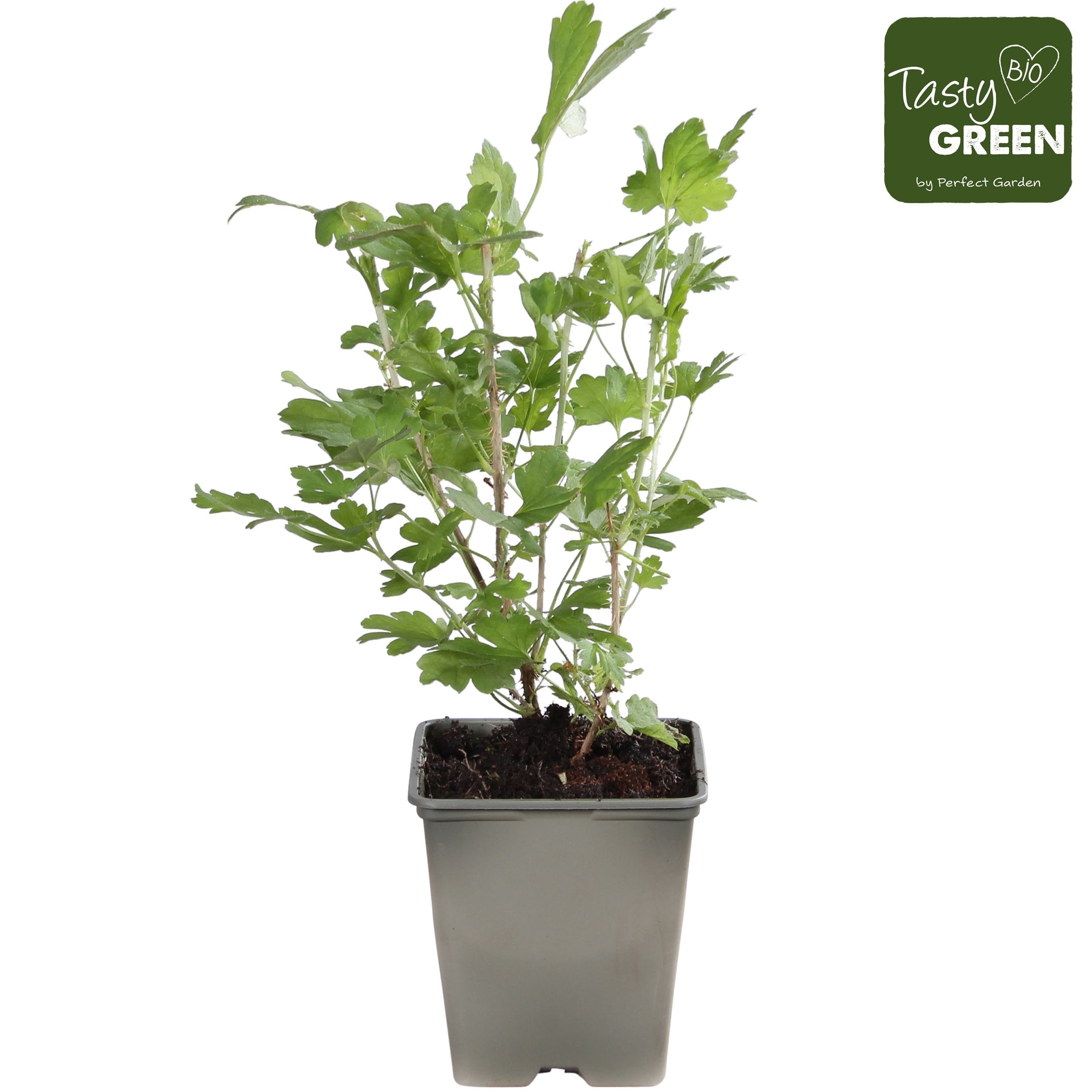 Agris rosu - Ribes uva-crispa 'Red Kamieniar' (Red Gooseberry)