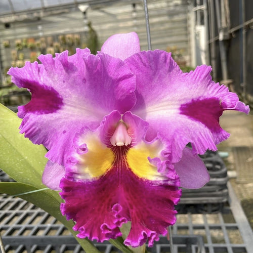 Kit Terrario Orchidea gioiello – Simegarden
