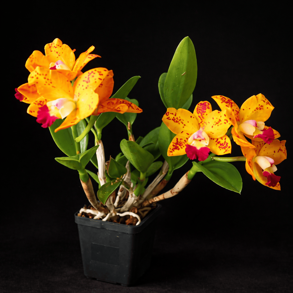 RIc. Dendi's Gem 'Diamond Orchids' HCC/ AOS