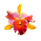 Rlc. Amazing Thailand 'Magician'