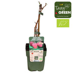 Много ароматна есенна малина - Rubus idaeus 'Autumn Chef' (биологично отглеждане)