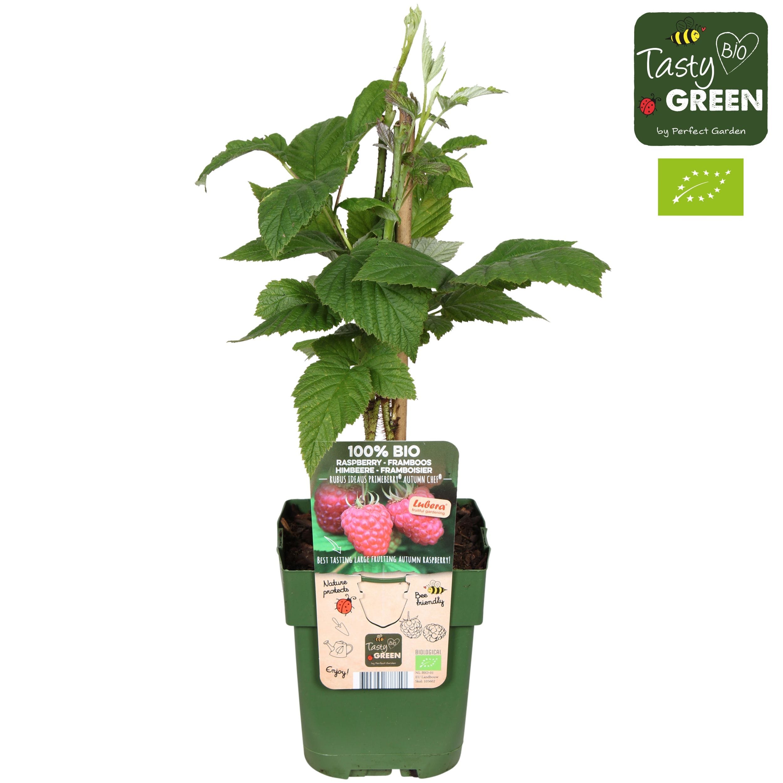 Zmeur de toamna foarte aromat - Rubus idaeus 'Autumn Chef' (cultura biologica)