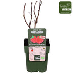 Zmeur de toamna timpuriu - Rubus idaeus 'Autumn First' (cultura biologica)