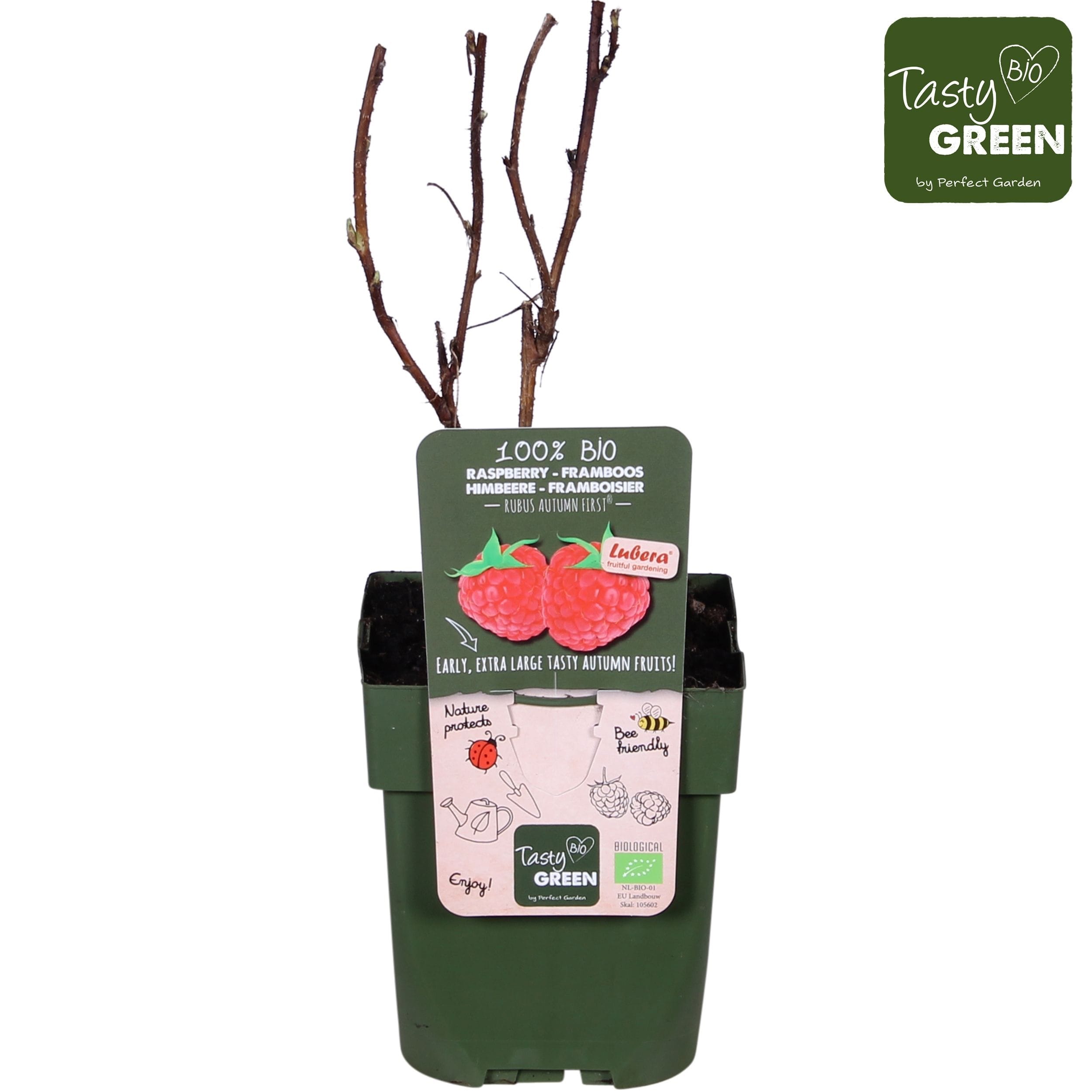 Zmeur de toamna timpuriu - Rubus idaeus 'Autumn First' (cultura biologica)