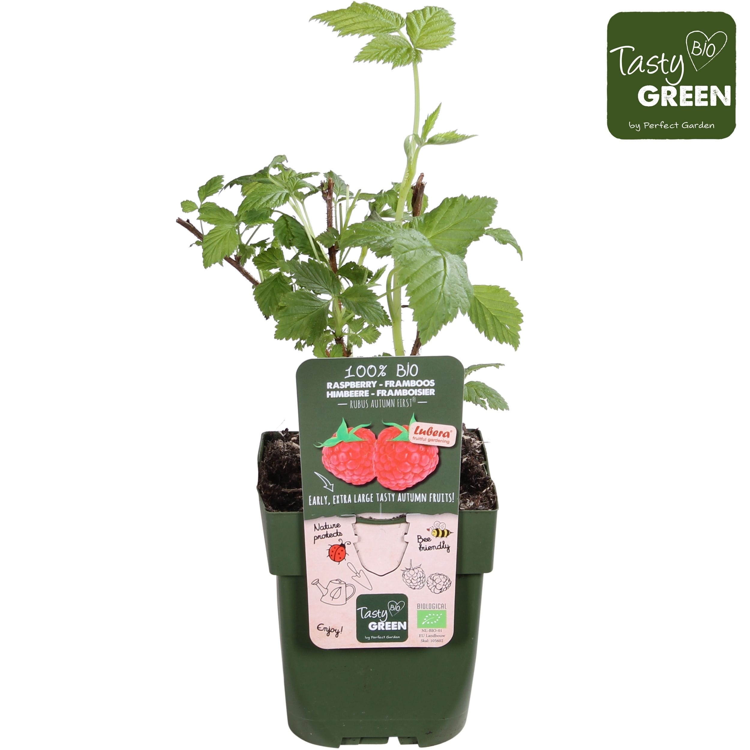 Zmeur de toamna timpuriu - Rubus idaeus 'Autumn First' (cultura biologica)