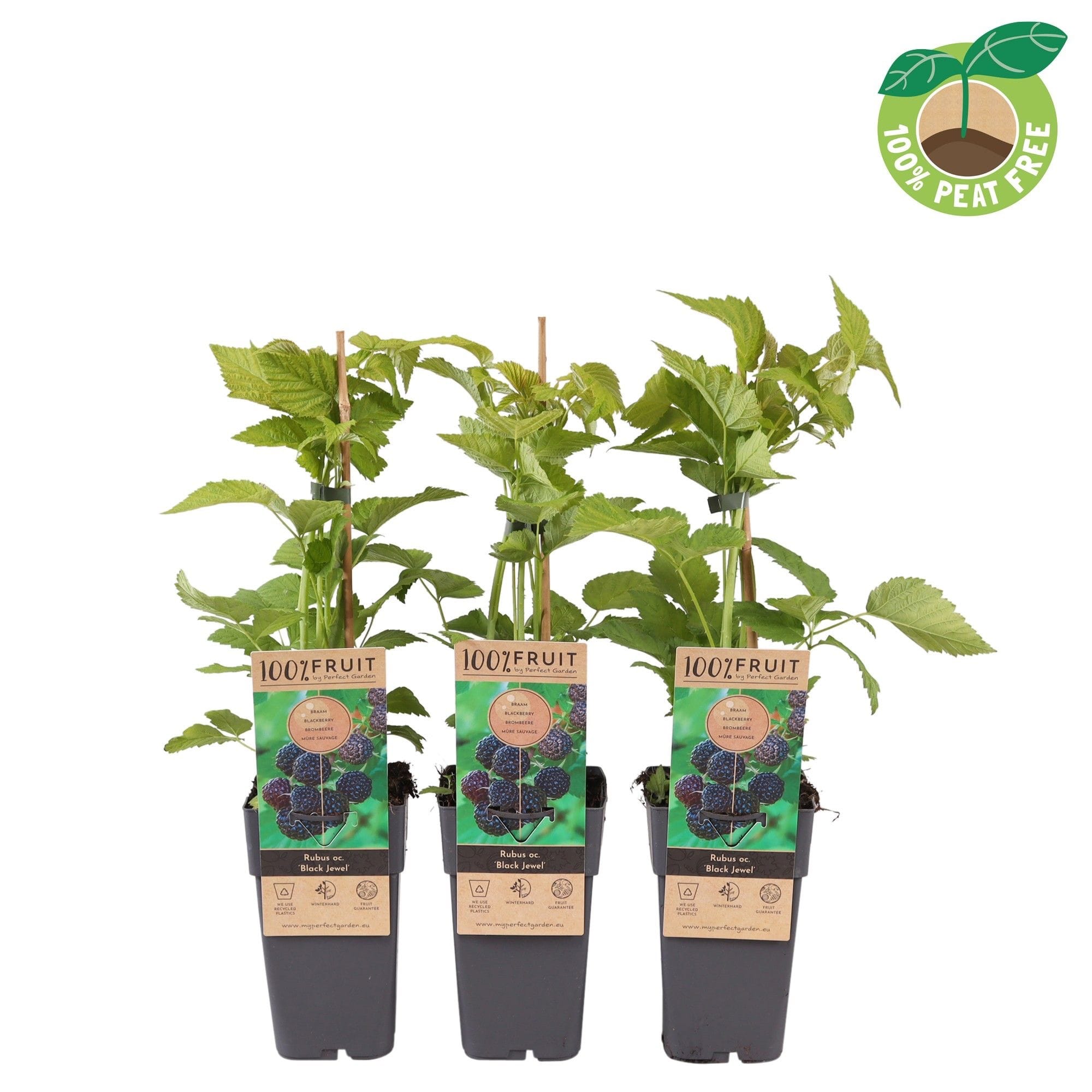 Svart hallon - Rubus idaeus 'Black Jewel'