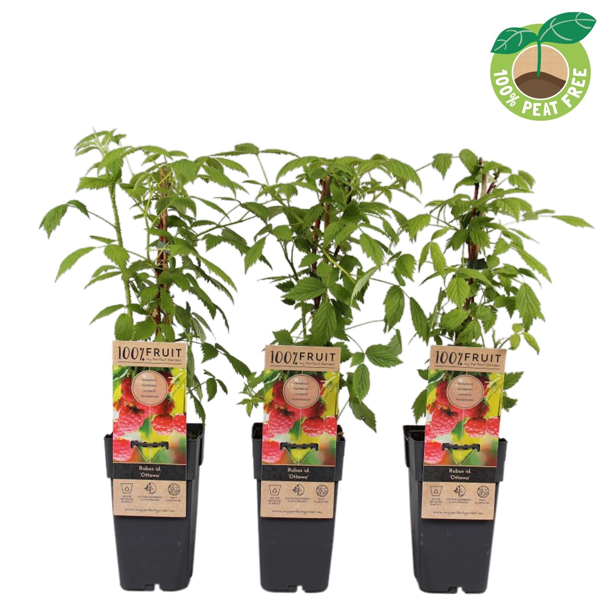 Zmeur - Rubus idaeus 'Ottawa'