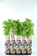 Rubus 'Thornless Boysenberry'