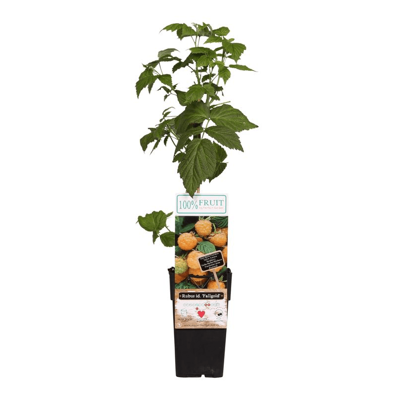 Zmeur galben remontant, cu fructe dulci si aromate - Rubus idaeus 'Fallgold'