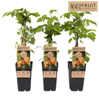 Remonterande gul hallon, med söta och aromatiska frukter - Rubus idaeus 'Fallgold'