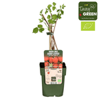 Rubus idaeus 'Summer Chef' (cultura biologica)