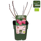 Zmeur pitic - Rubus idaeus Lowberry® 'Little Sweet Sister'® (cultura biologica)