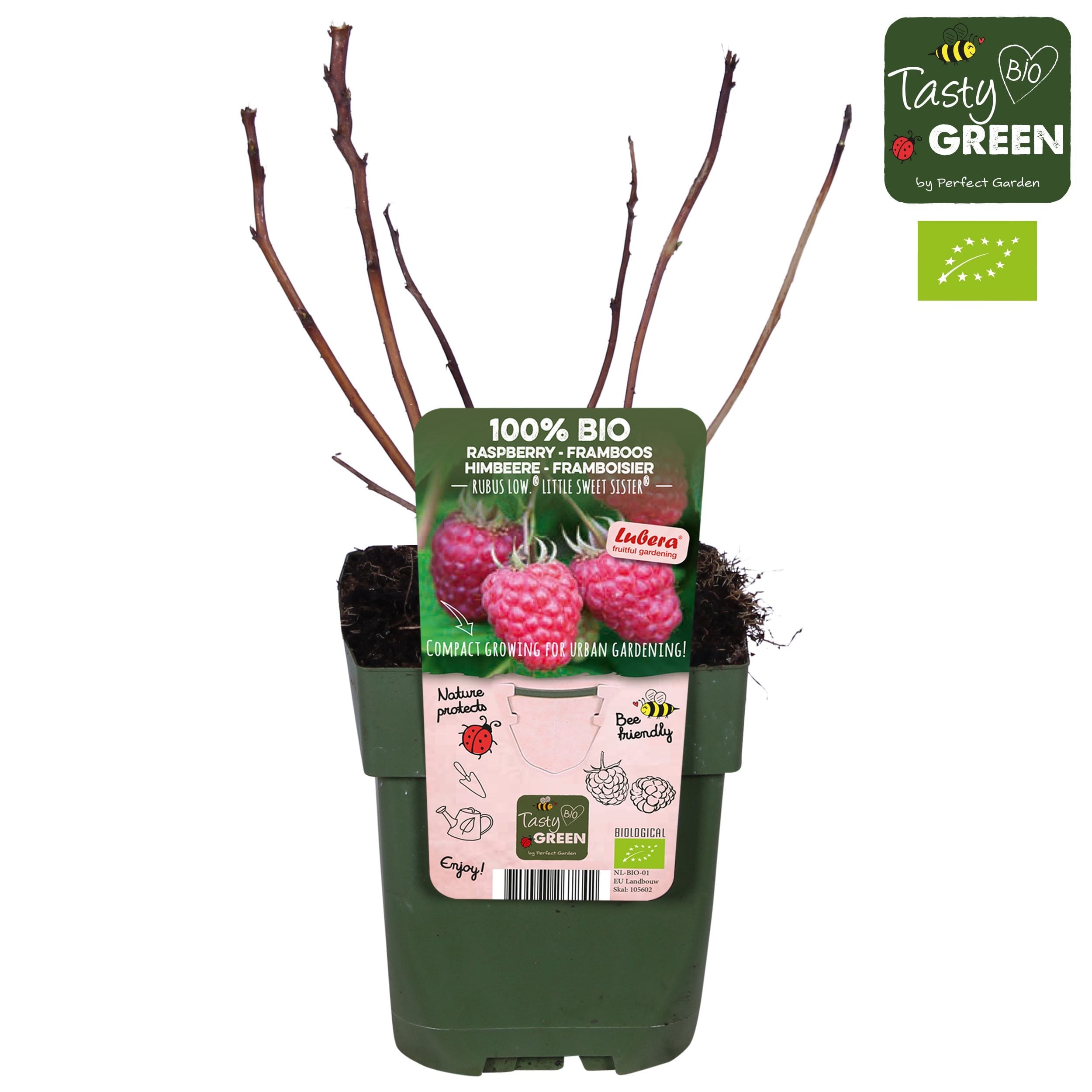 Zmeur pitic - Rubus idaeus Lowberry® 'Little Sweet Sister'® (cultura biologica)