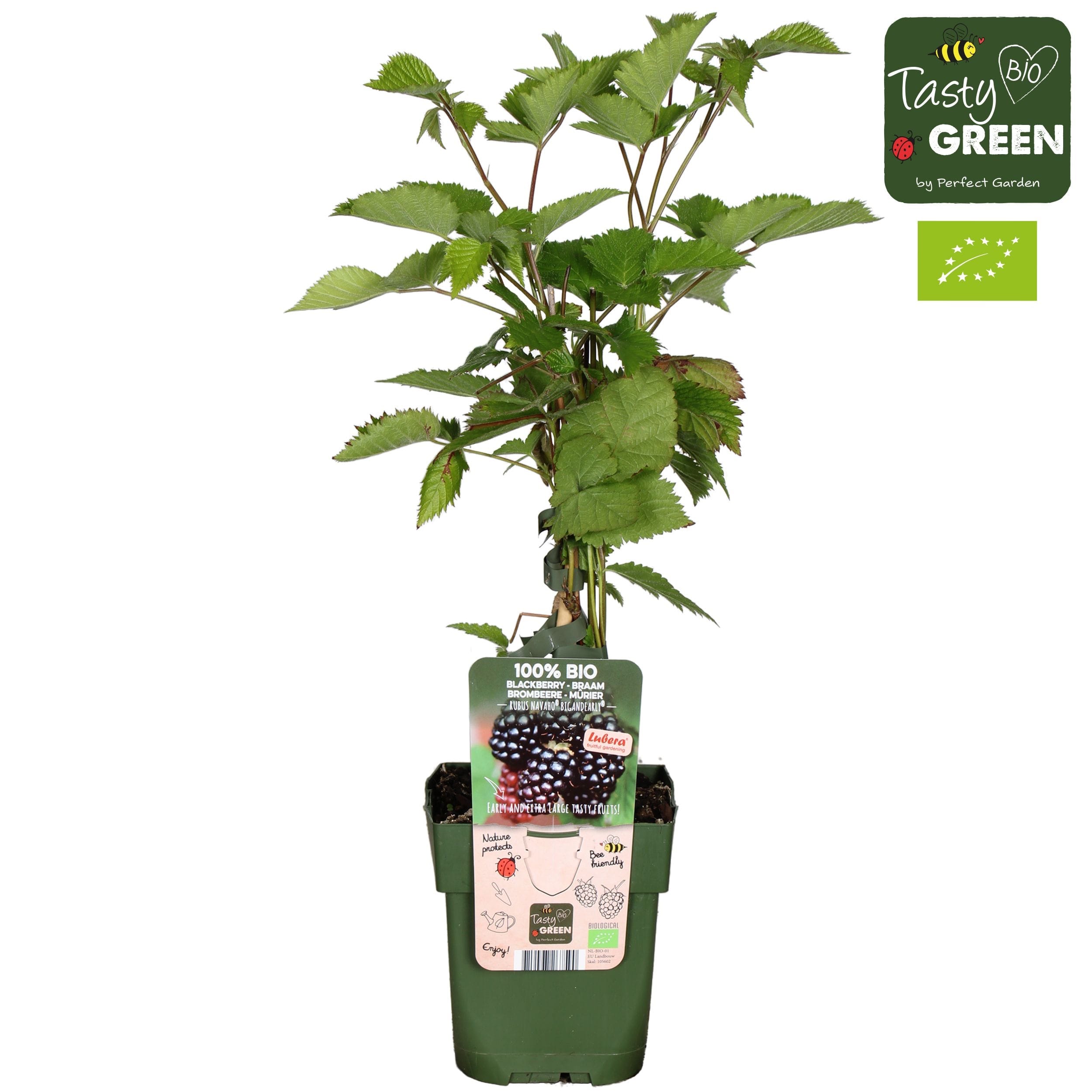 Mur fara ghimpi - Rubus fruticosus 'Navaho'