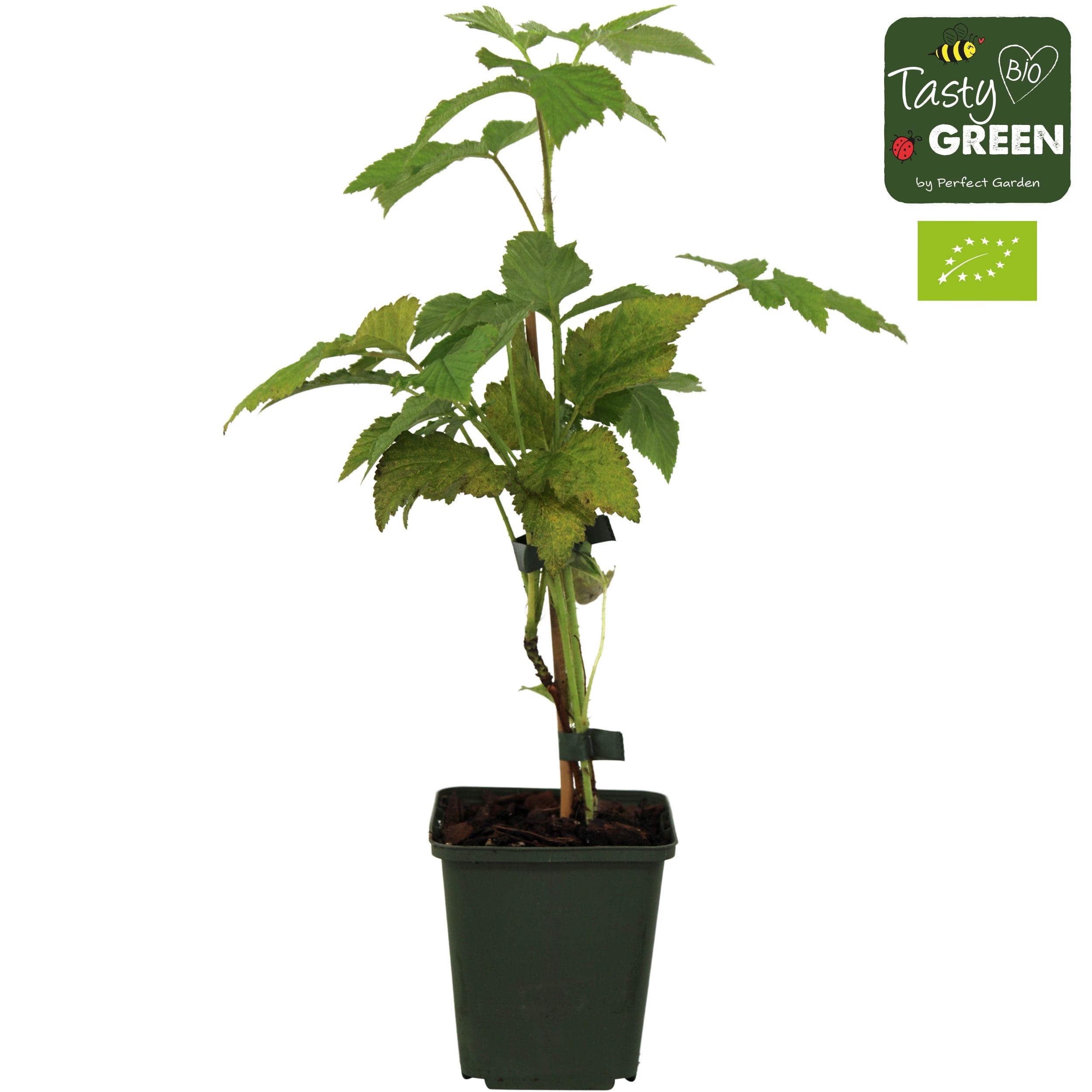 Mur remontant fara ghimpi, fructe mari - Rubus fruticosus 'Black Satin' D9