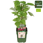 Rubus idaeus 'Sanibelle'