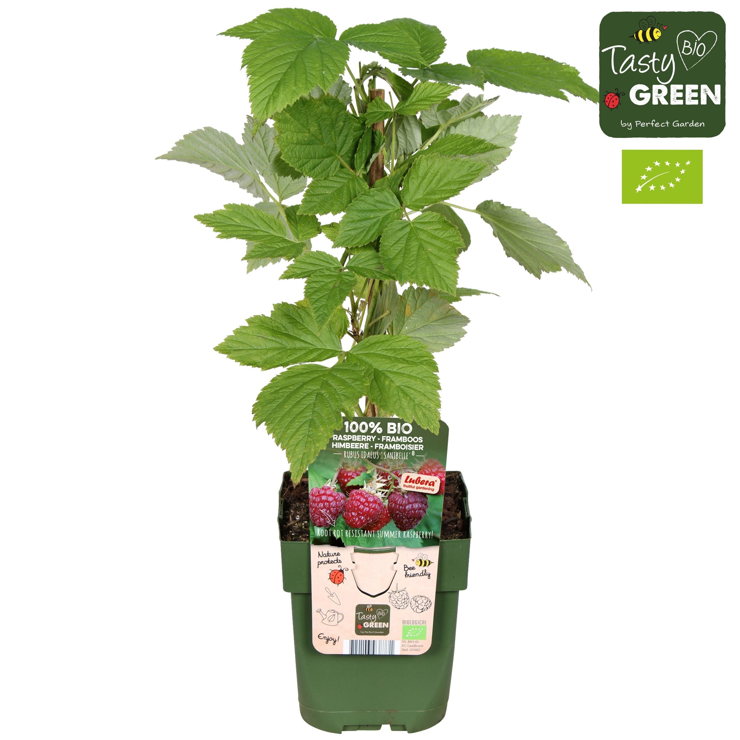 Rubus idaeus 'Sanibelle'