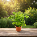 Radermachera sinica (China Doll plant)