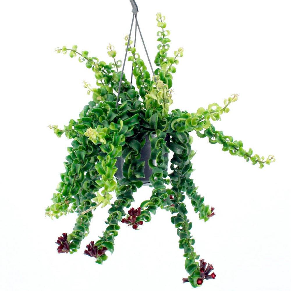 Aeschynanthus 'Rasta' (Lipstick plant) - exemplare XL