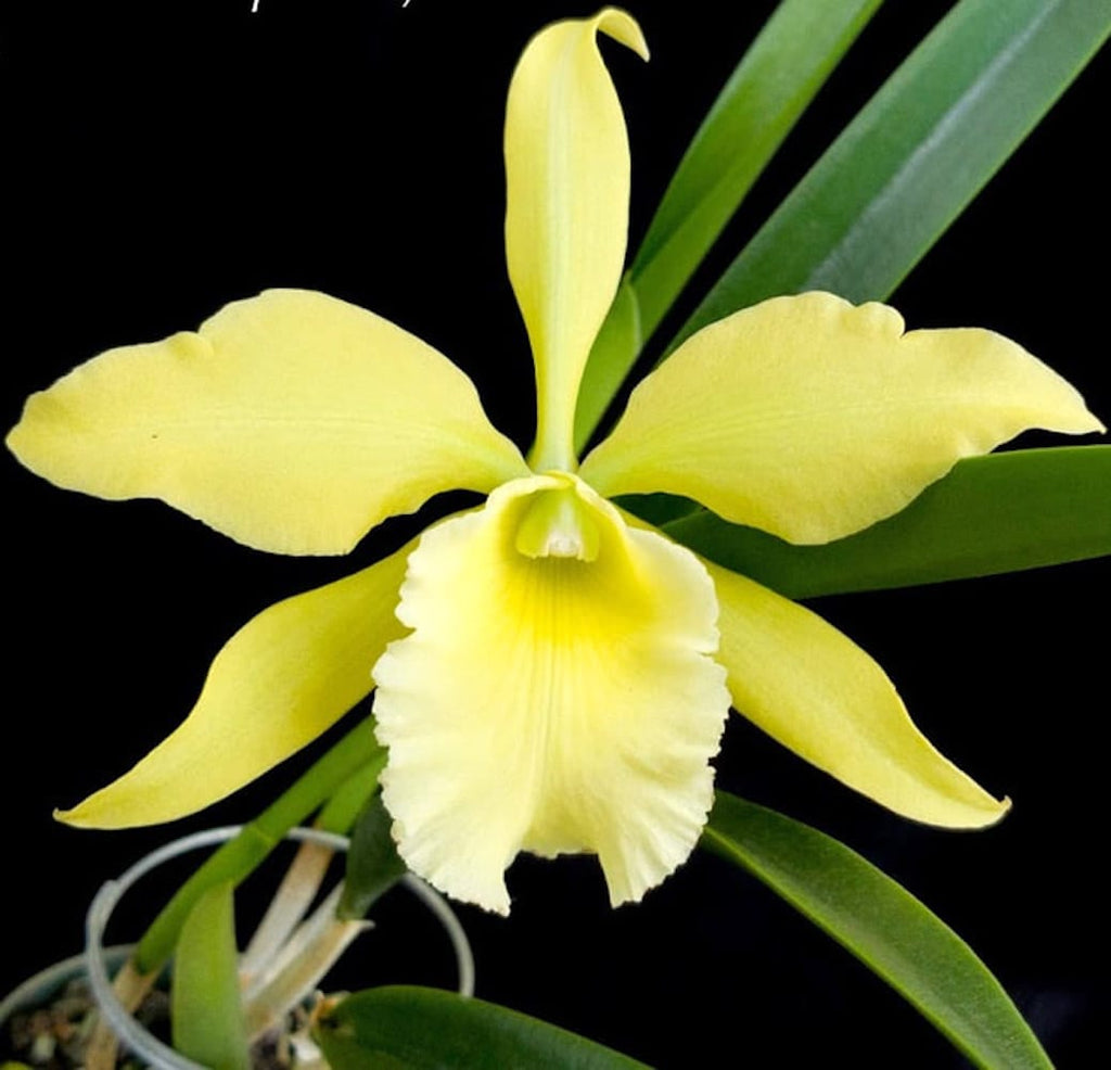 Rby. Everything Nice 'Showtime' HCC/AOS