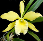 Rby. Everything Nice 'Showtime' HCC/AOS