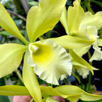 Rby. Everything Nice 'Showtime' HCC/AOS