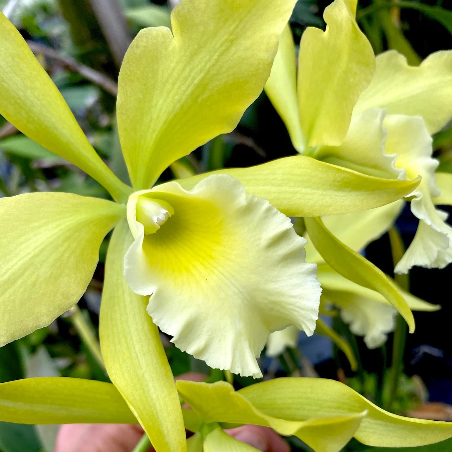 Rby. Everything Nice 'Showtime' HCC/AOS