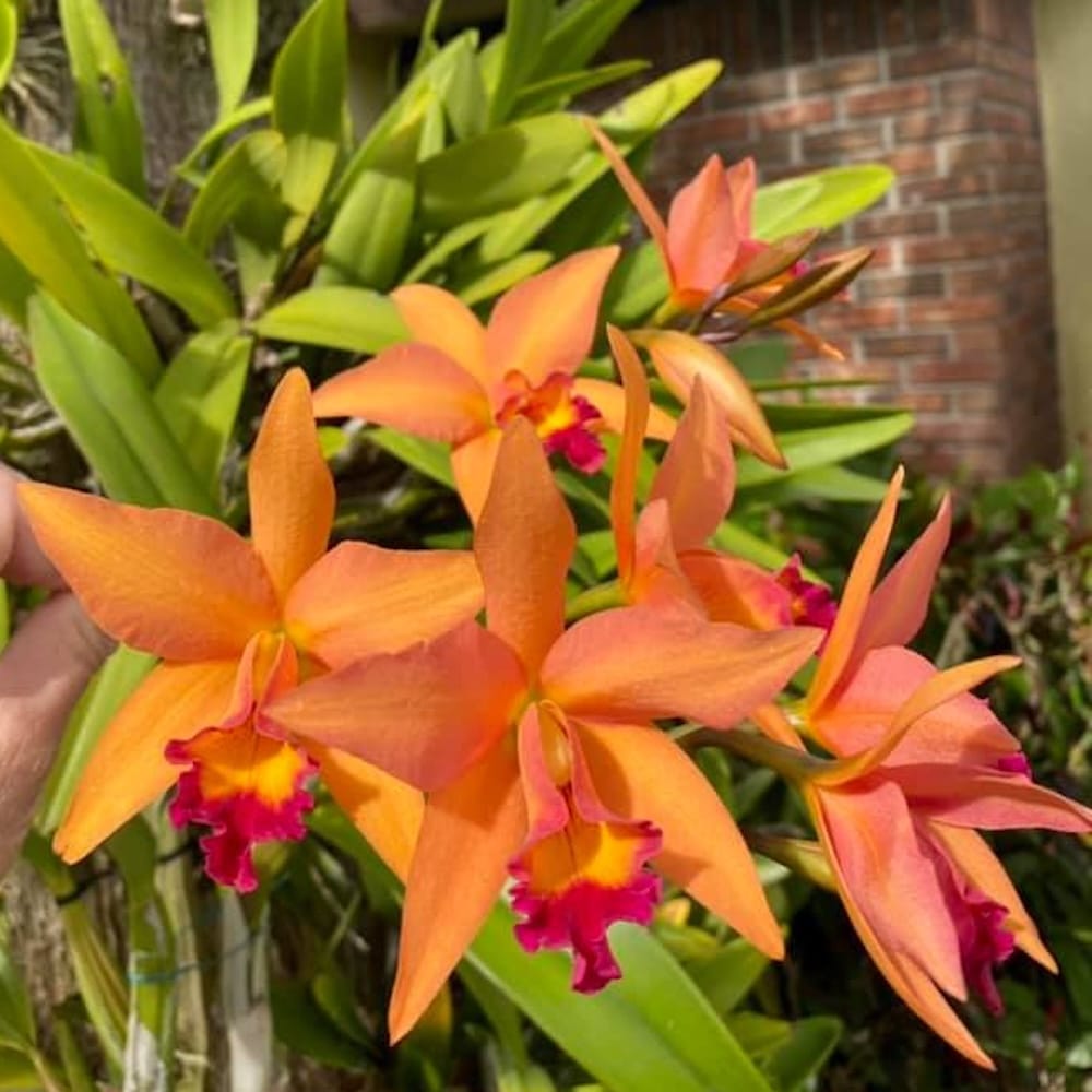 Rchg. Ancep Passion 'Hsinying