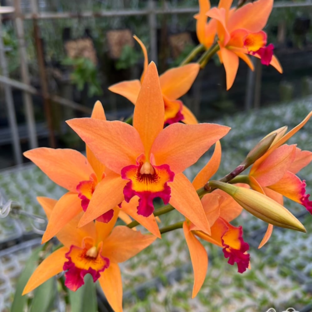 Rchg. Ancep Passion 'Hsinying'