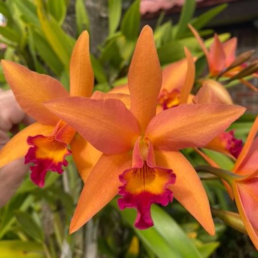 Rchg. Ancep Passion 'Hsinying