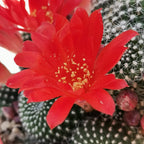 Rebutia Krainziana - guľovitý kaktus s ohromujúcim kvitnutím