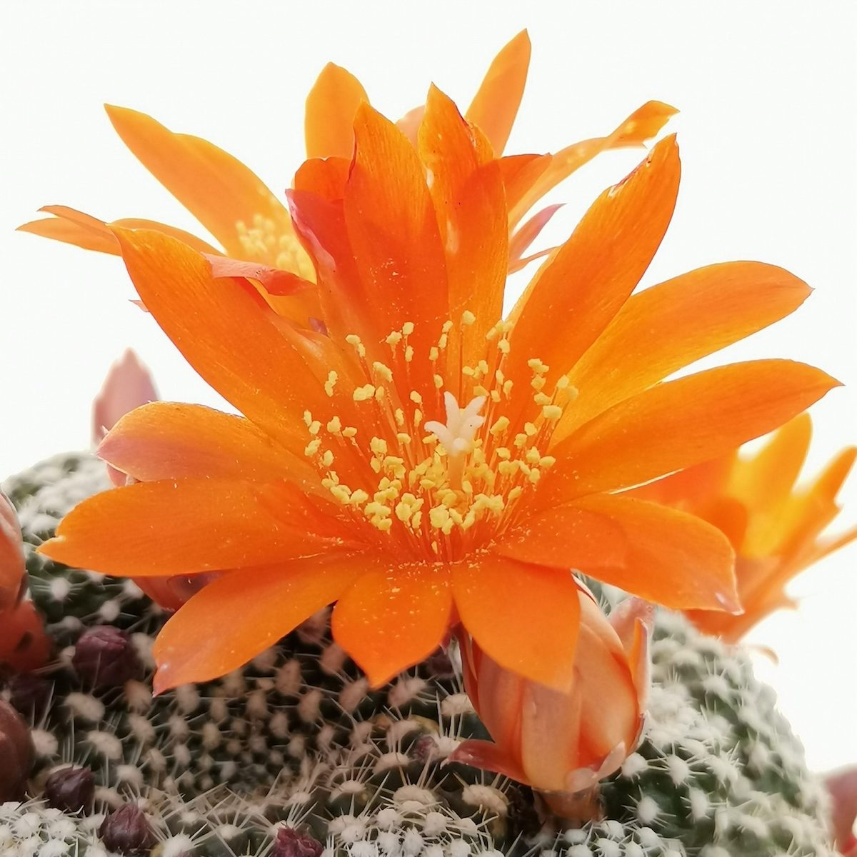 Rebutia Krainziana - cactus globular cu inflorire spectaculoasa