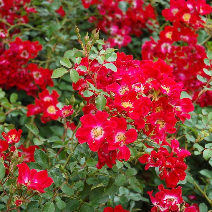 Rosa 'Red Meidiland'