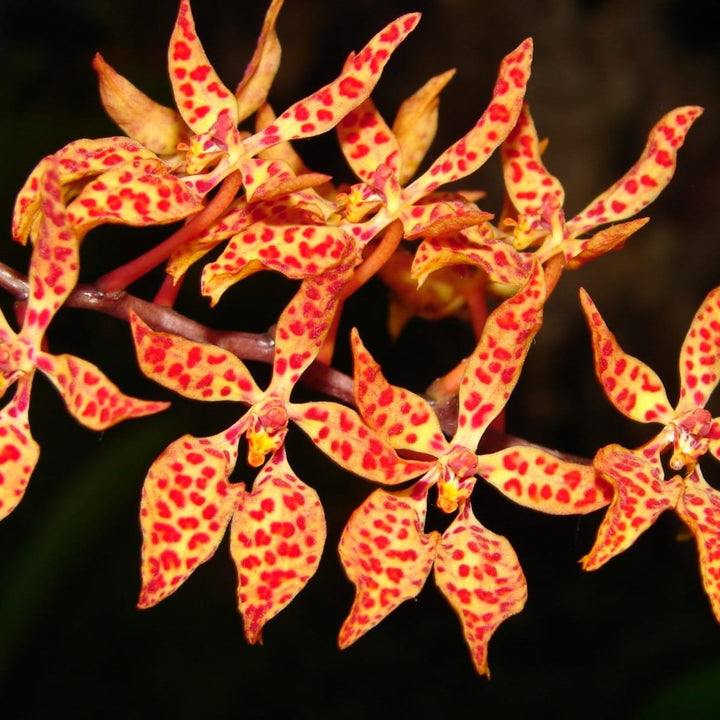 Renanthera monachica