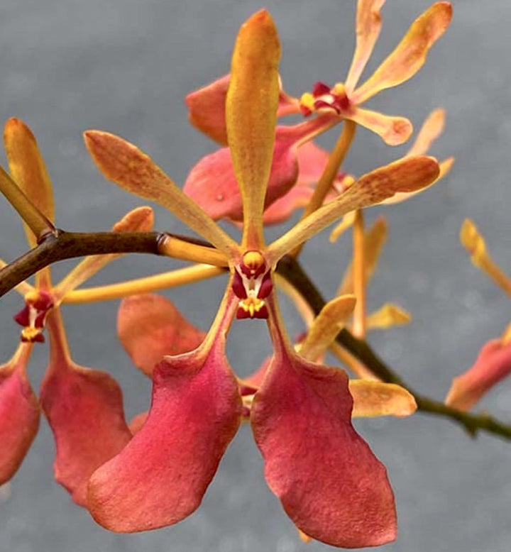 Renanthera vietnamensis