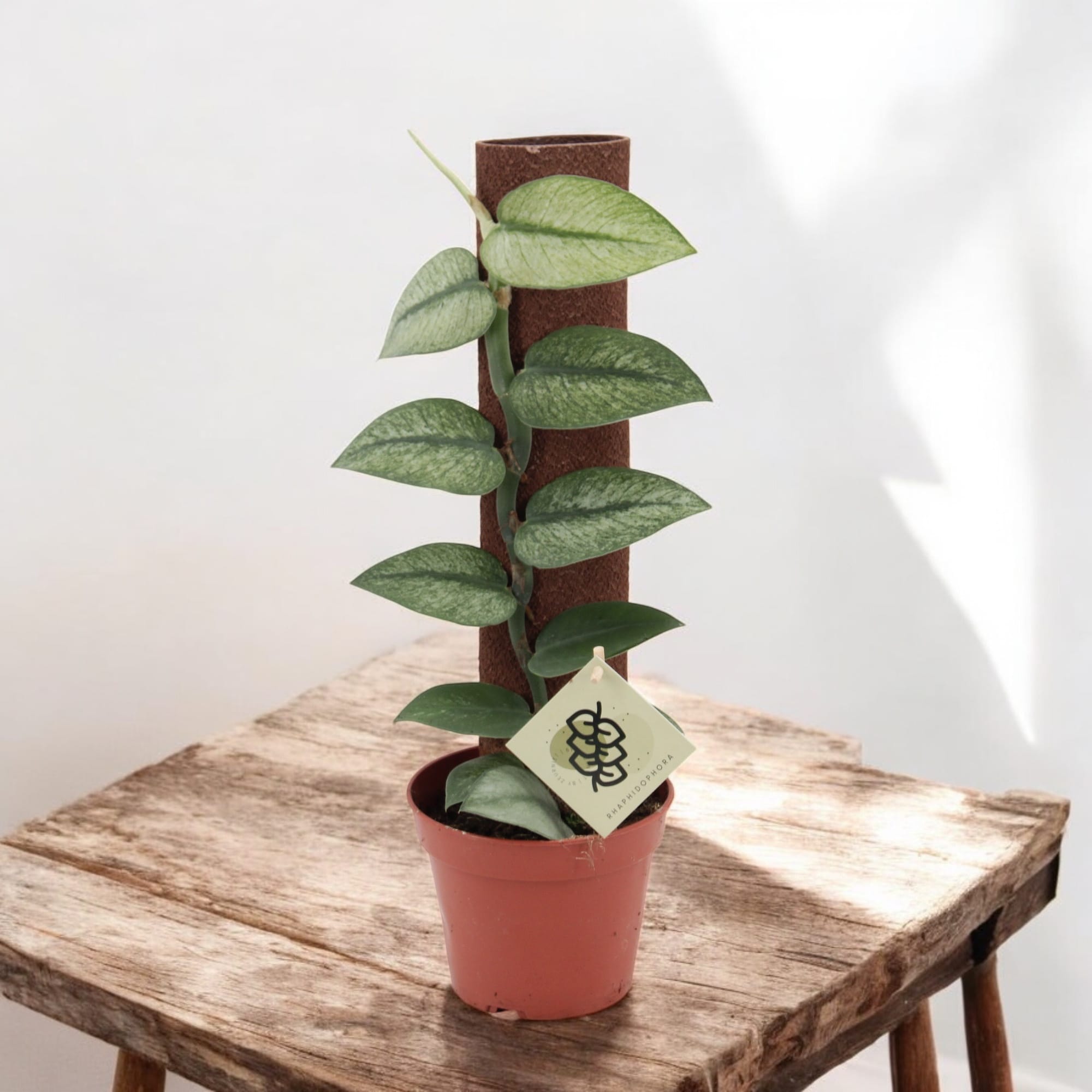 Rhaphidophora hongkongensis 'Variegata' (mint variegation)