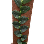 Rhaphidophora tenuis (wide form)