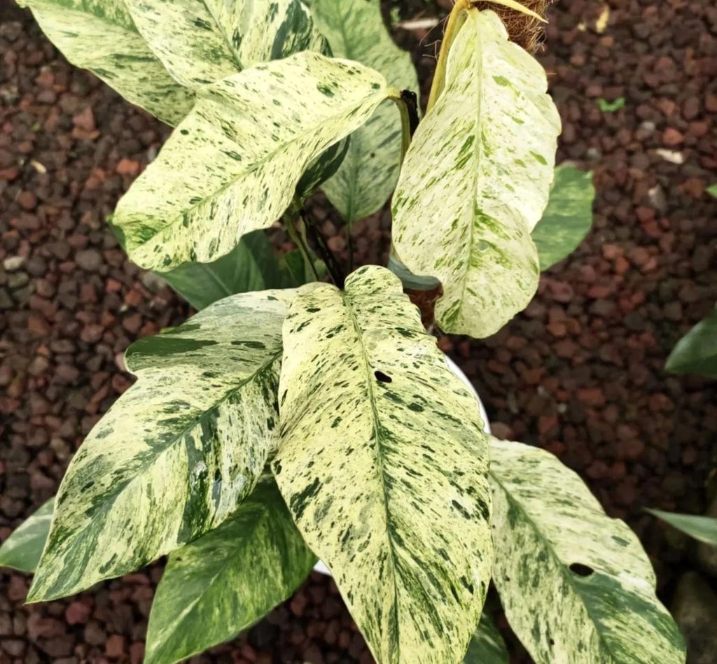 Rhaphidophora puberula 'Variegata' - babyplant
