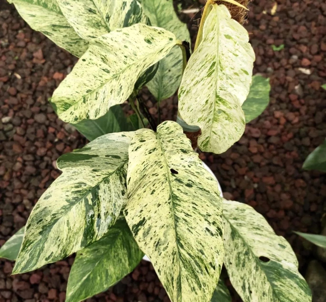 Rhaphidophora puberula 'Variegata'