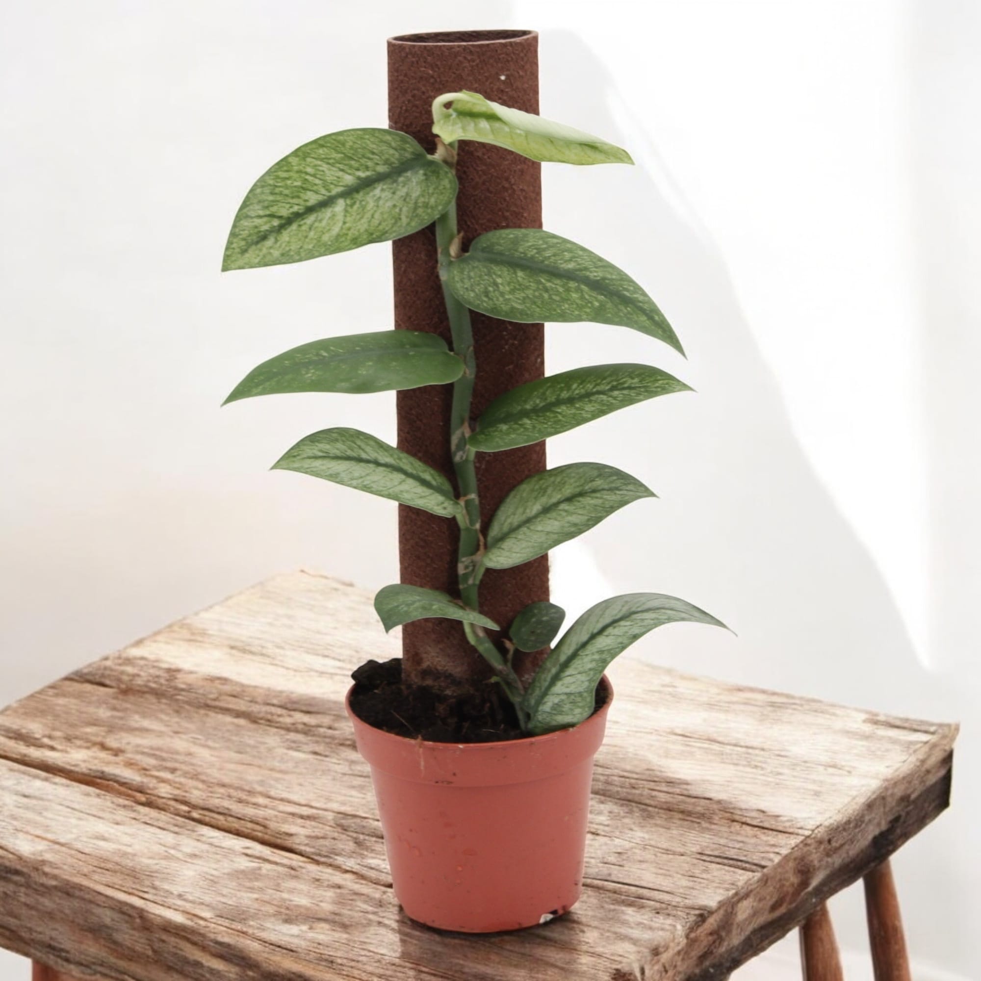 Rhaphidophora hongkongensis 'Variegata' (mint variegation)