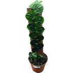 Rhaphidophora korthalsii (syn. celatocaulis)