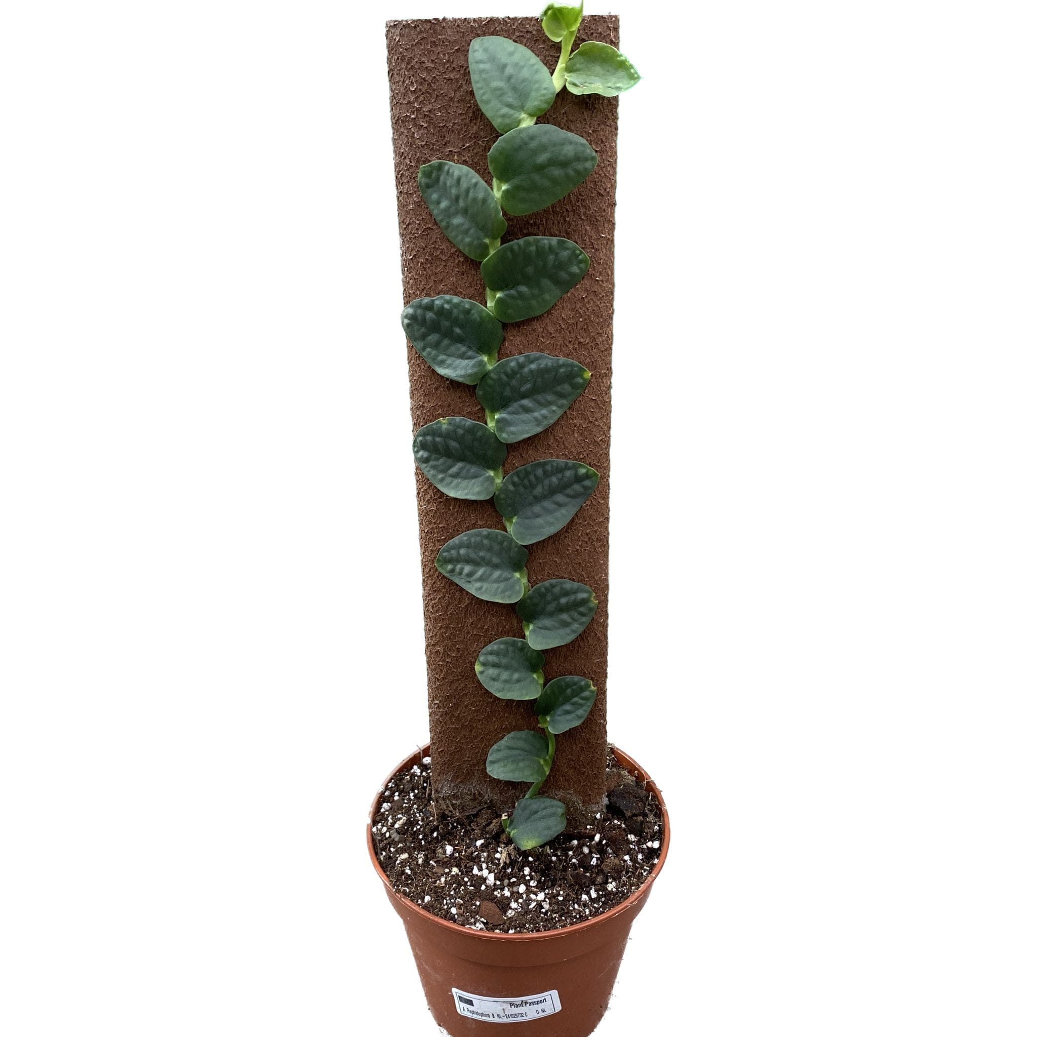 Rhaphidophora tenuis (wide form)