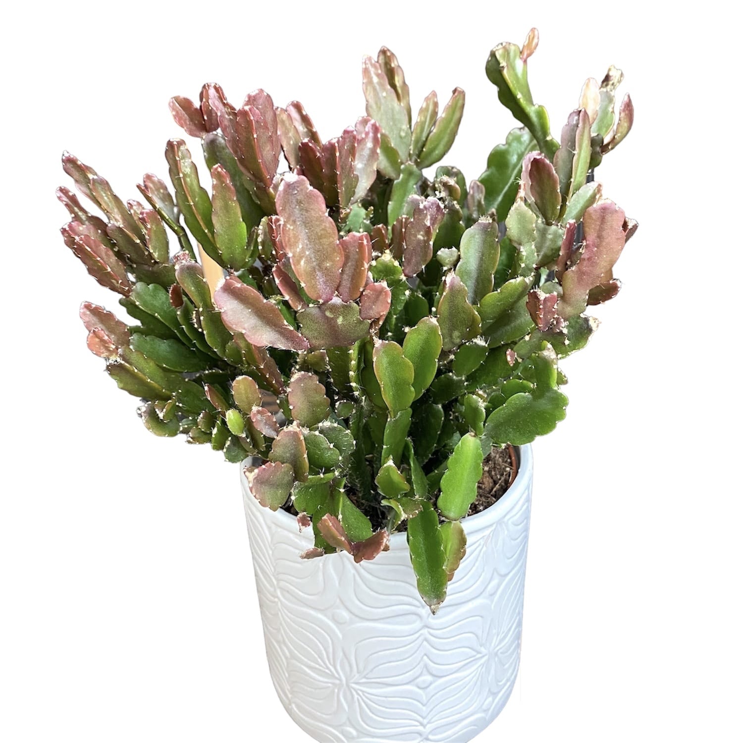 Rhipsalis Agudoensis